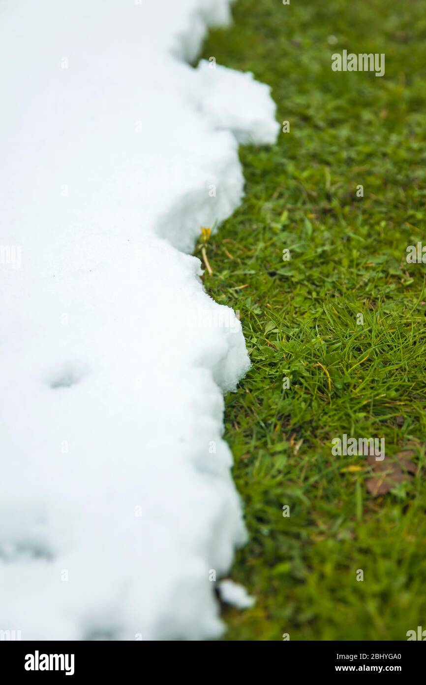 Sciogliere la neve su erba verde da vicino come tra inverno e primavera concetto Foto Stock