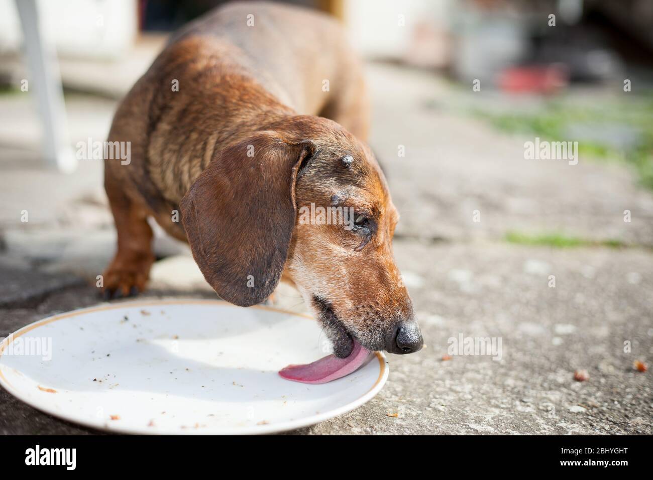 Un vecchio cane malato marrone che cerca di mangiare un po 'di cibo per la sua migliore condizione, concetto animale Foto Stock