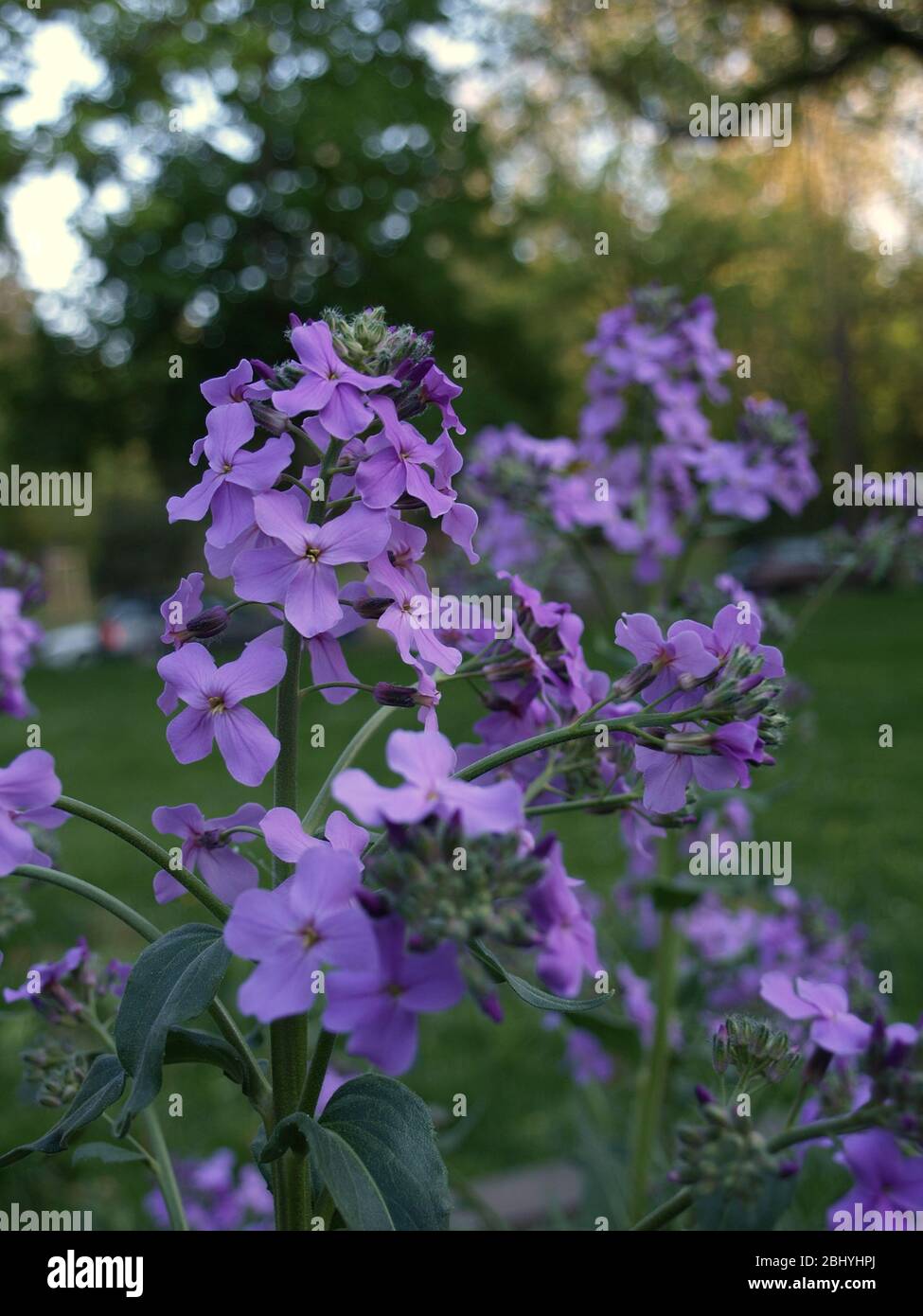 primo piano su fiori viola in luce neutra. fuoco selettivo Foto Stock