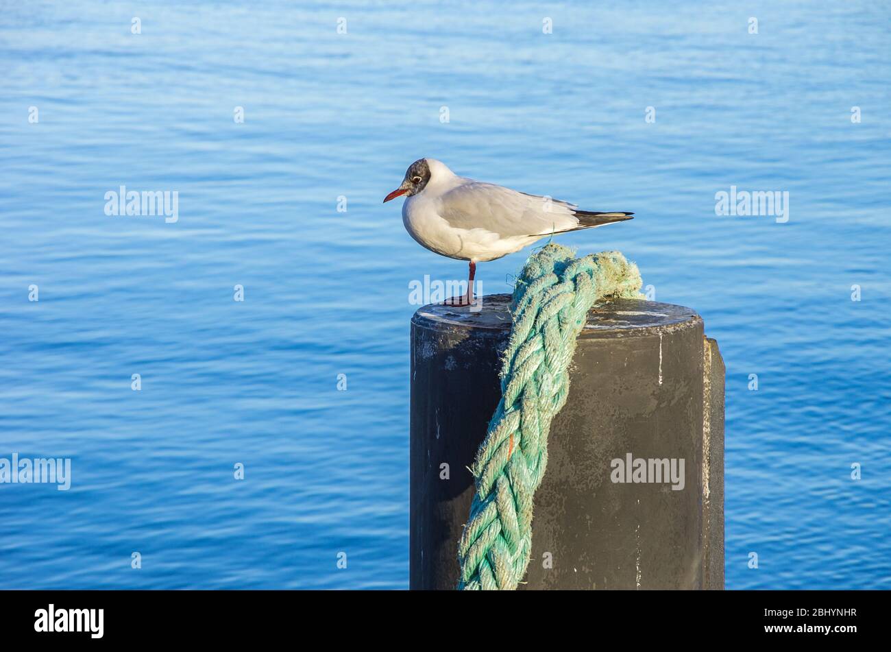 Sea Gull su un bollard marittima. Foto Stock