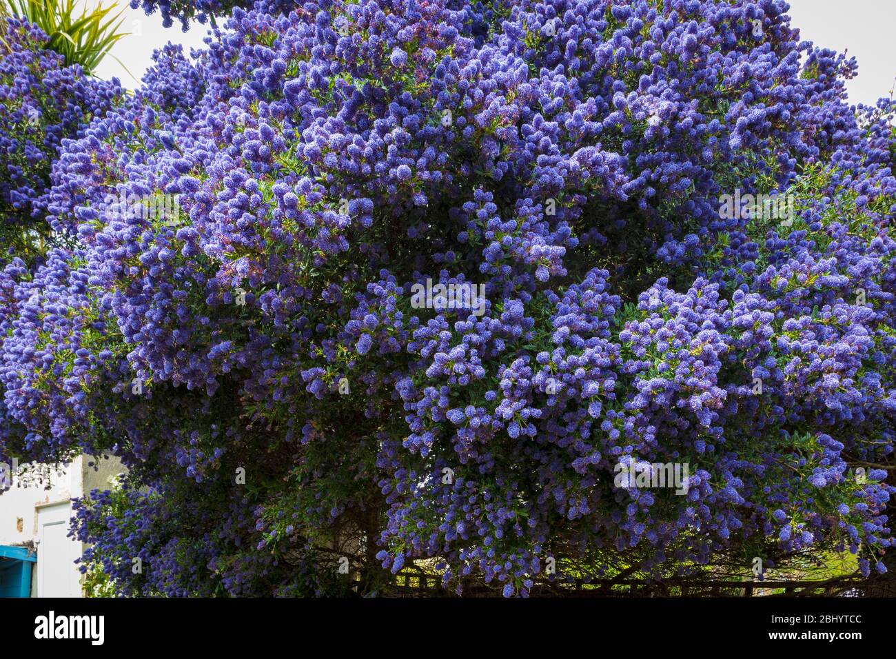 Grande Ceanothus Bush in piena fioritura in giardino domestico in Regno Unito durante la primavera Foto Stock