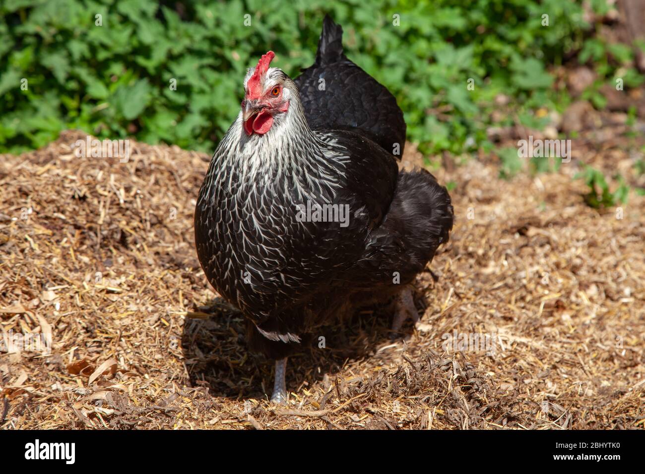 Gallina Free Range alla ricerca di cibo nel giardino sul retro. Isole Britanniche. Foto Stock