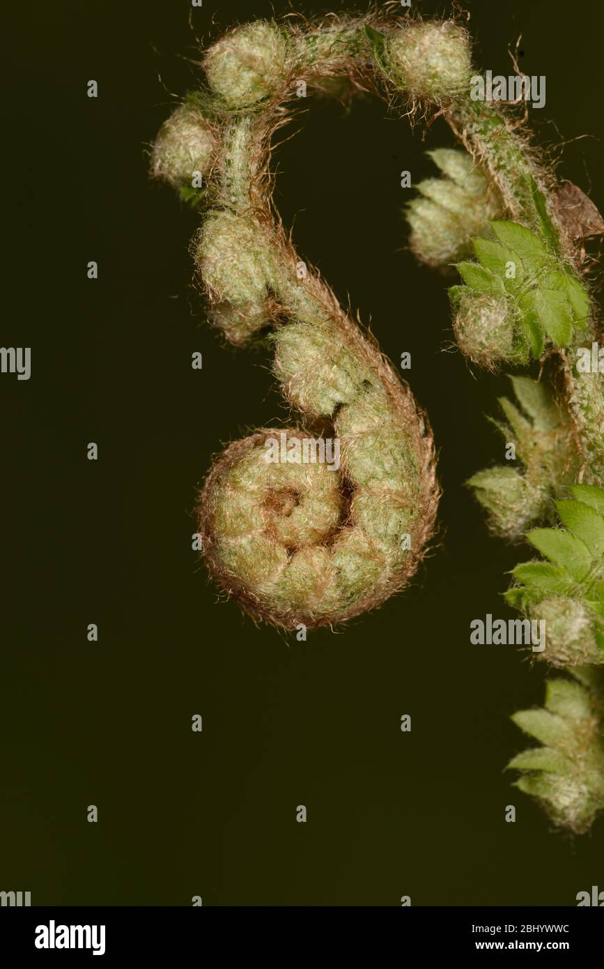 Fern: Fronte di disfelo Foto Stock