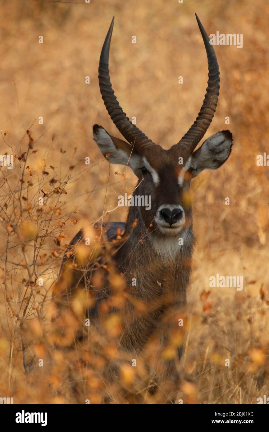 Waterbuck (Kobus ellissiprymnus). Riserva di Timbavati, Sudafrica Foto Stock