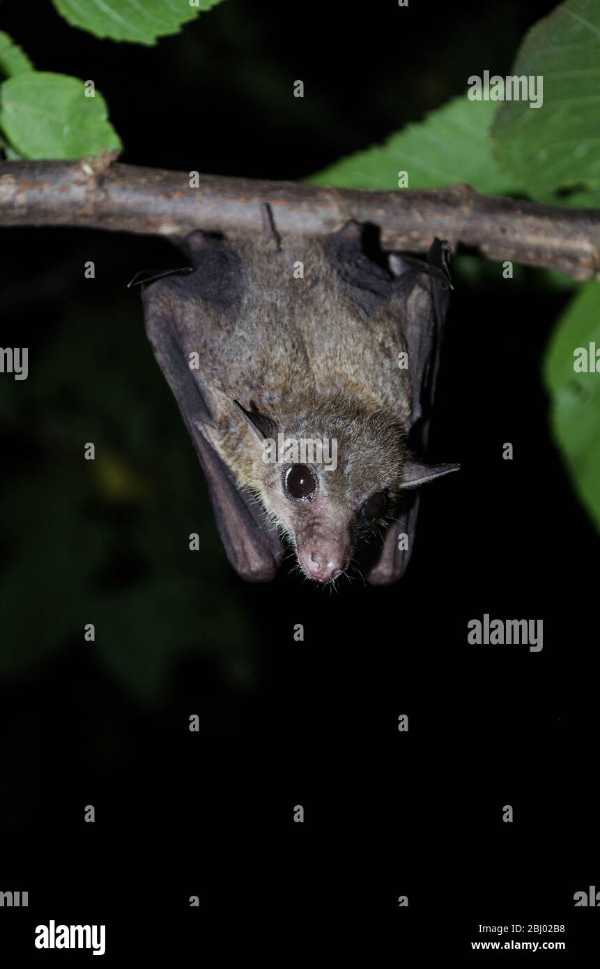 dawn-bat comune è cattura sull'albero appeso al soffitto periodo di mezzogiorno Foto Stock