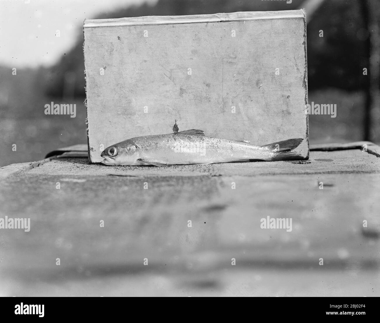 Pesca al salmone a Symonds Yat - un smolt con il suo contrassegno di identificazione del metallo nella pinna dorsale Foto Stock