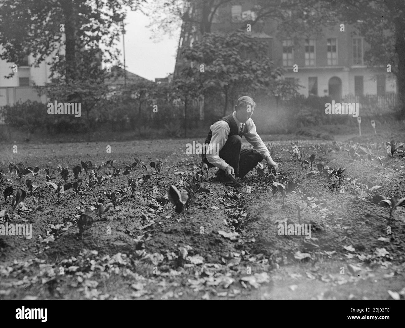 Le verdure sono state coltivate nelle piazze londinesi ( Tavistock Square ) - Ottobre 1939 Foto Stock