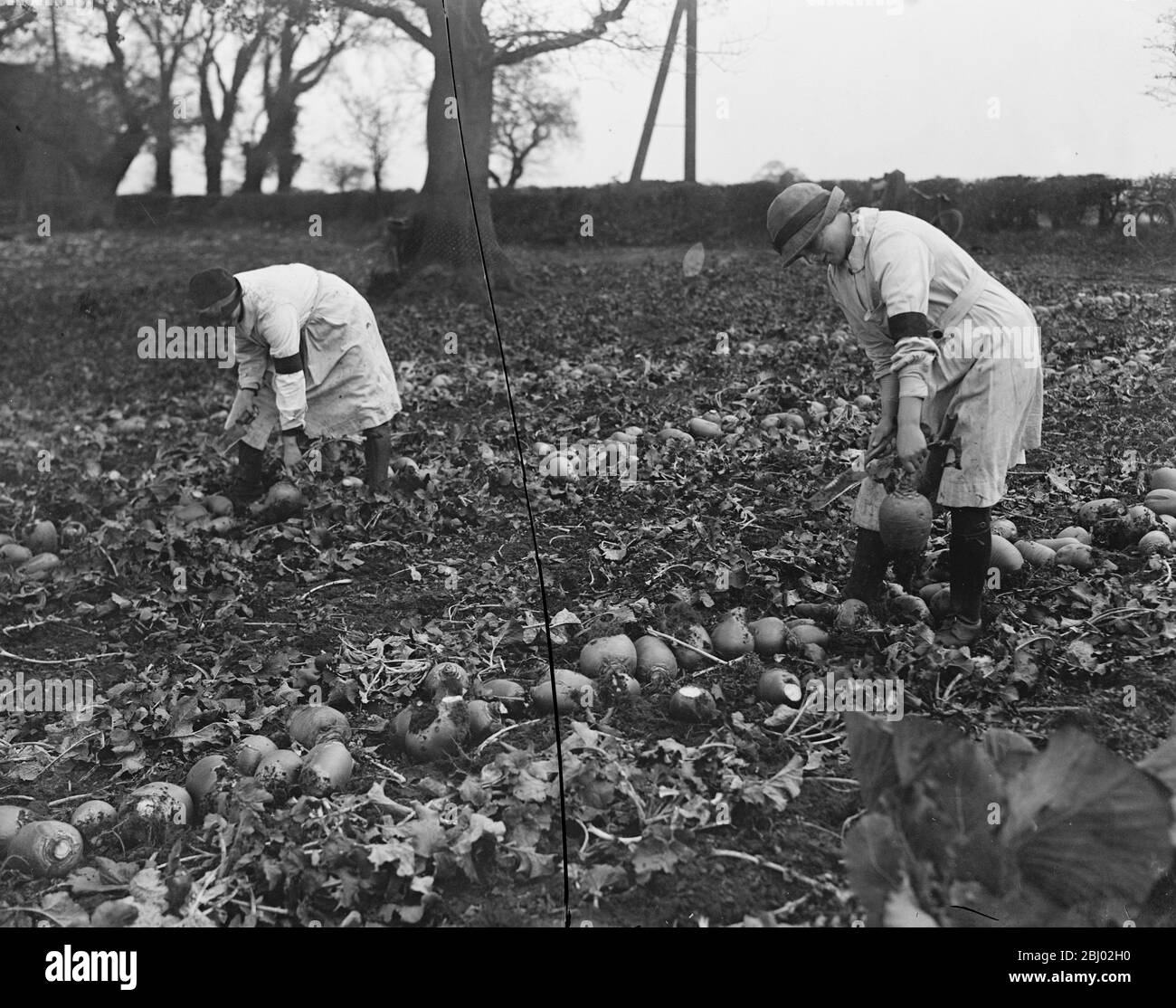 Ragazze in servizio nazionale sulla tenuta del Duca di Westminster a Eaton Park , Chester - lopping il raccolto - 17 novembre 1917 Foto Stock