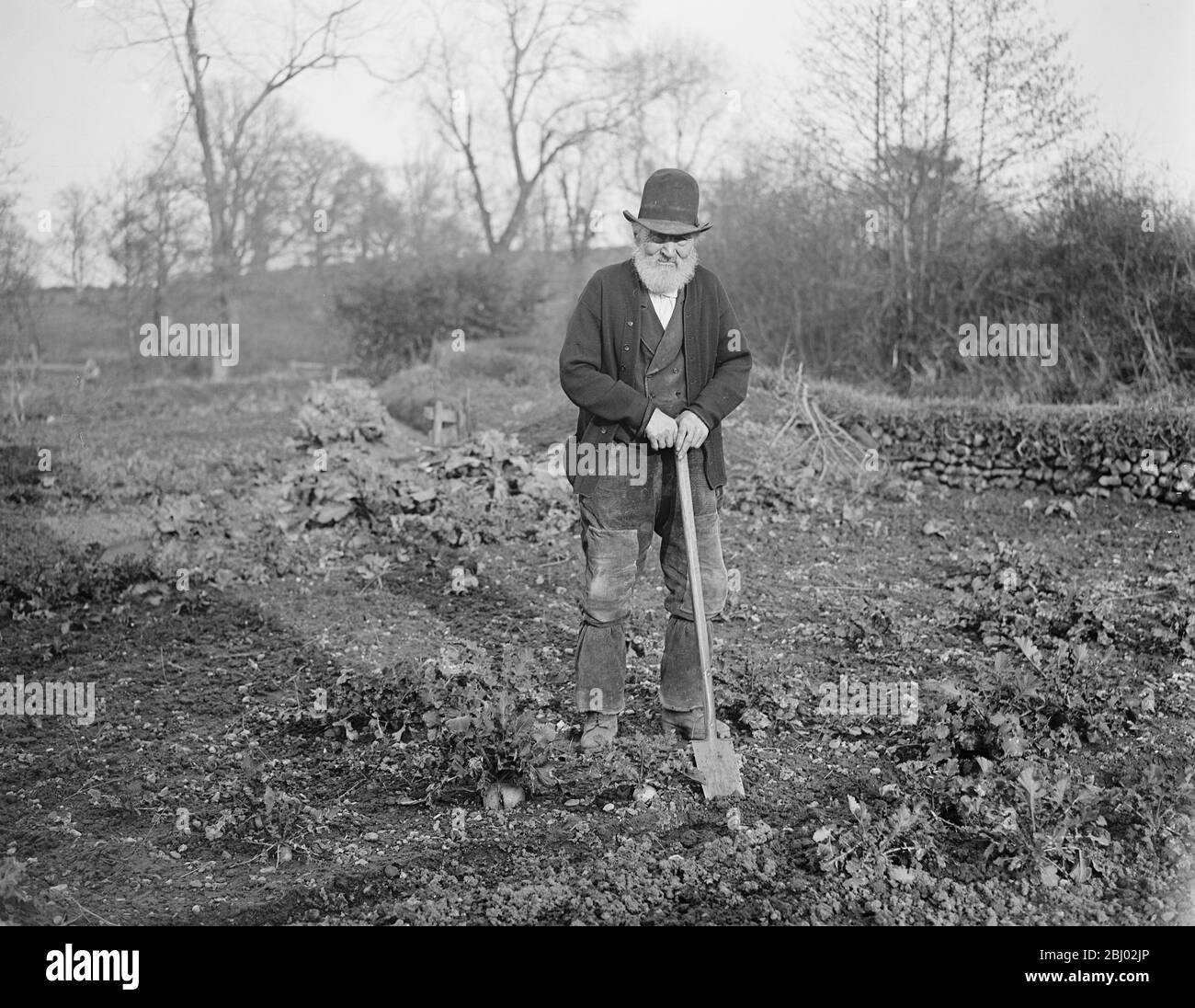 Un esempio per i lavoratori di Allotment - Robert James , che ha 97 anni , ancora passa la maggior parte della giornata lavorando su un terreno che adjoing il suo cottage a Uffculme , Devon - 9 marzo 1918 Foto Stock