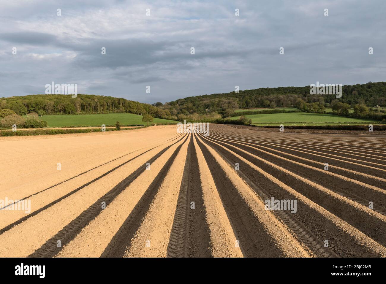 Campo di patata con terreno coltivato, increspato e pronto per piantare, Herefordshire, UK Foto Stock