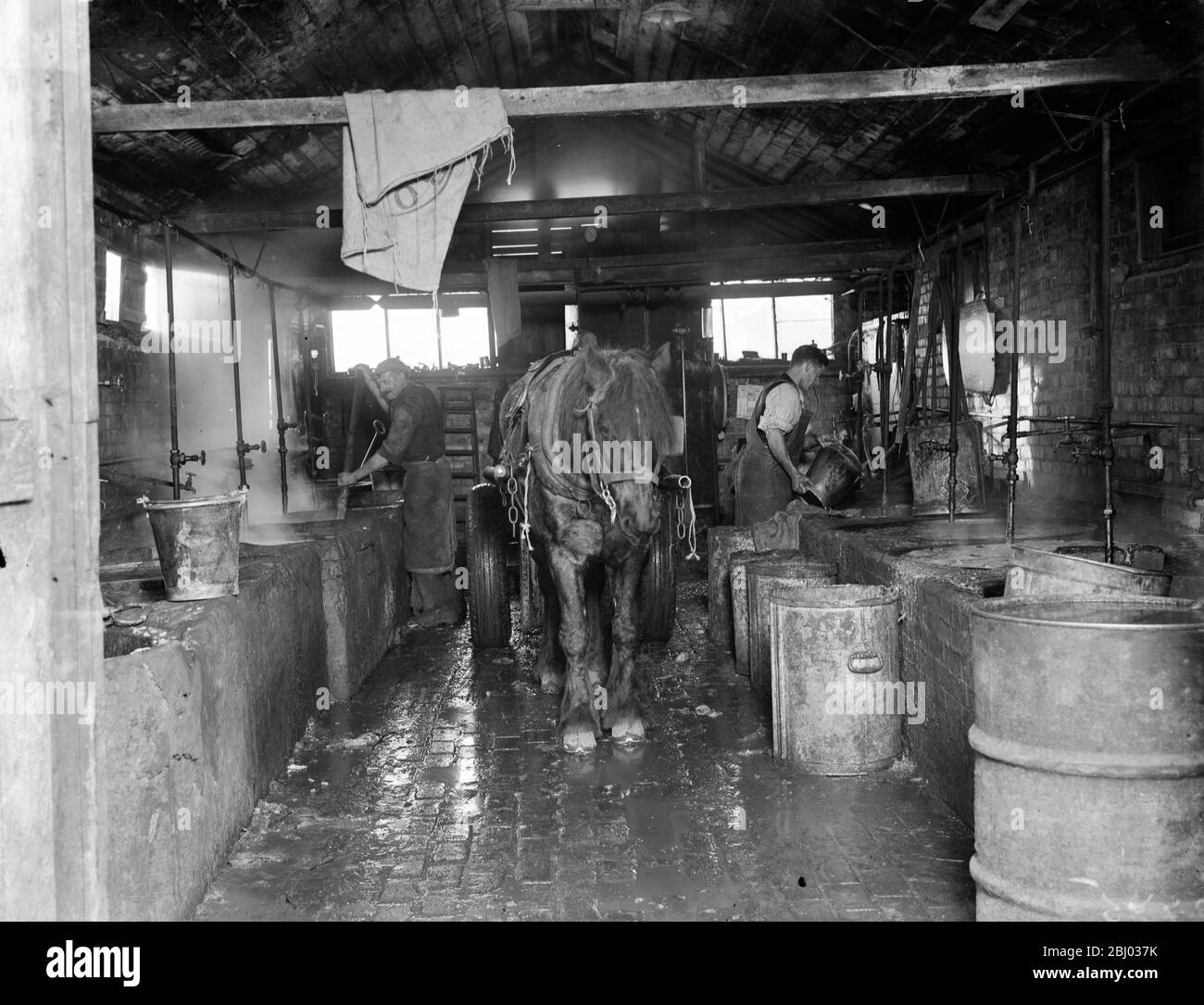 Uomini che fanno il mash per i maiali alla fattoria di maiale di tripes , Orpington, Kent . - 1936 Foto Stock