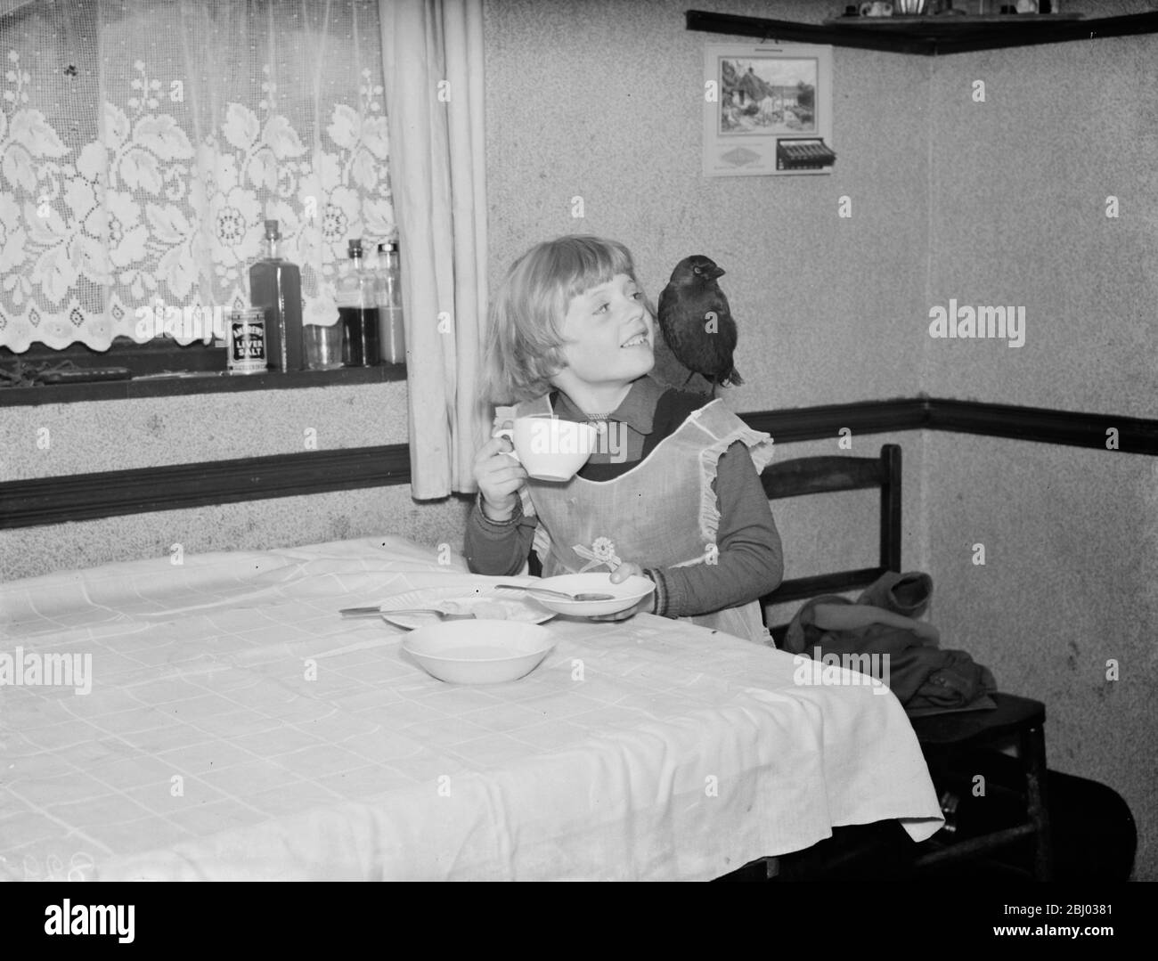 Little Ann Bowers a colazione con il suo nome jackdaw , Eynsford , Kent . - 21 marzo 1938 Foto Stock