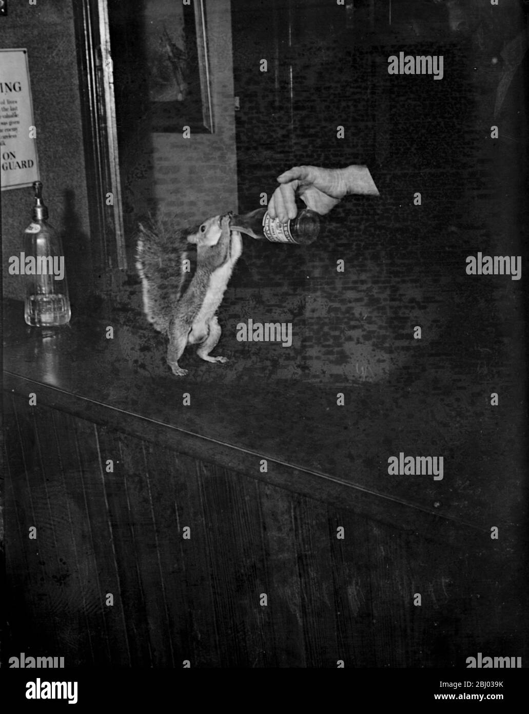 Uno scoiattolo di tame è dato un drink . - 1939 Foto Stock