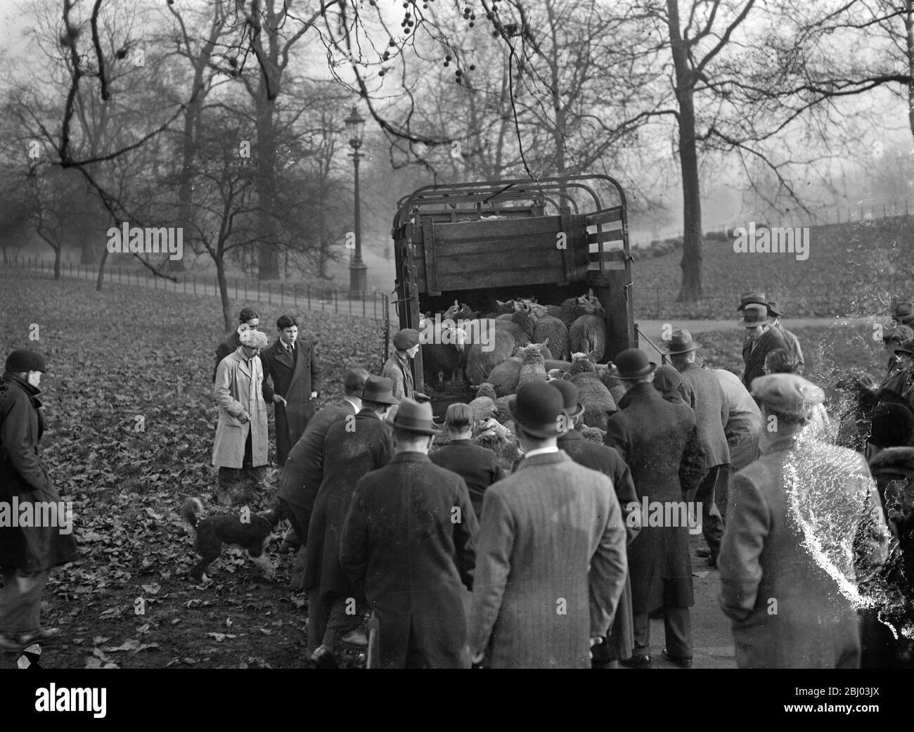 Non è un buon natale per le pecore di Hyde Park . - pecore che sono state contentosamente pascolo in Hyde Park stanno lasciando il loro pascolo urbano per fornire il prezzo di natale per un macellaio Essex . - spettacoli fotografici , le pecore che vengono caricate in Hyde Park . - 29 novembre 1935 1936 Foto Stock