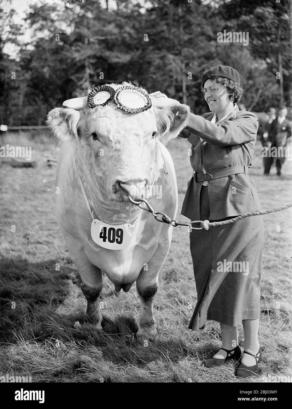 Burryhill Imperial Bates di Lt col R.W Barclay di Longmore, Dorking. Ricevette la rosetta dopo essere stato giudicato campione dell'annuale mostra agricola di Chertsey. Questo è l'undicesimo campionato che ha vinto quest'anno. - 15 settembre 1937. Foto Stock