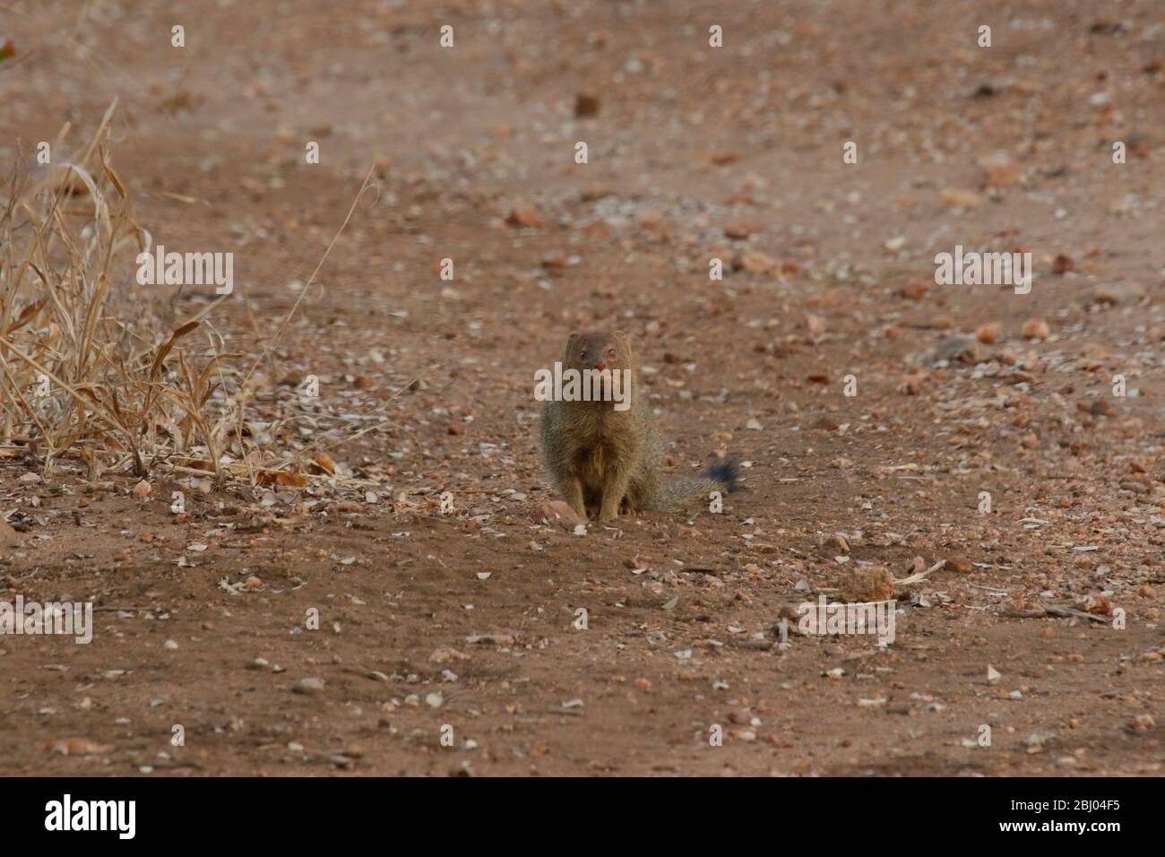 Mongoose del mittente (Galerella sanguinea), conosciuto anche come la mongoose dalla punta nera o la mongoose dalla coda nera.Timbavati Game Reserve, South Africa Timb Foto Stock