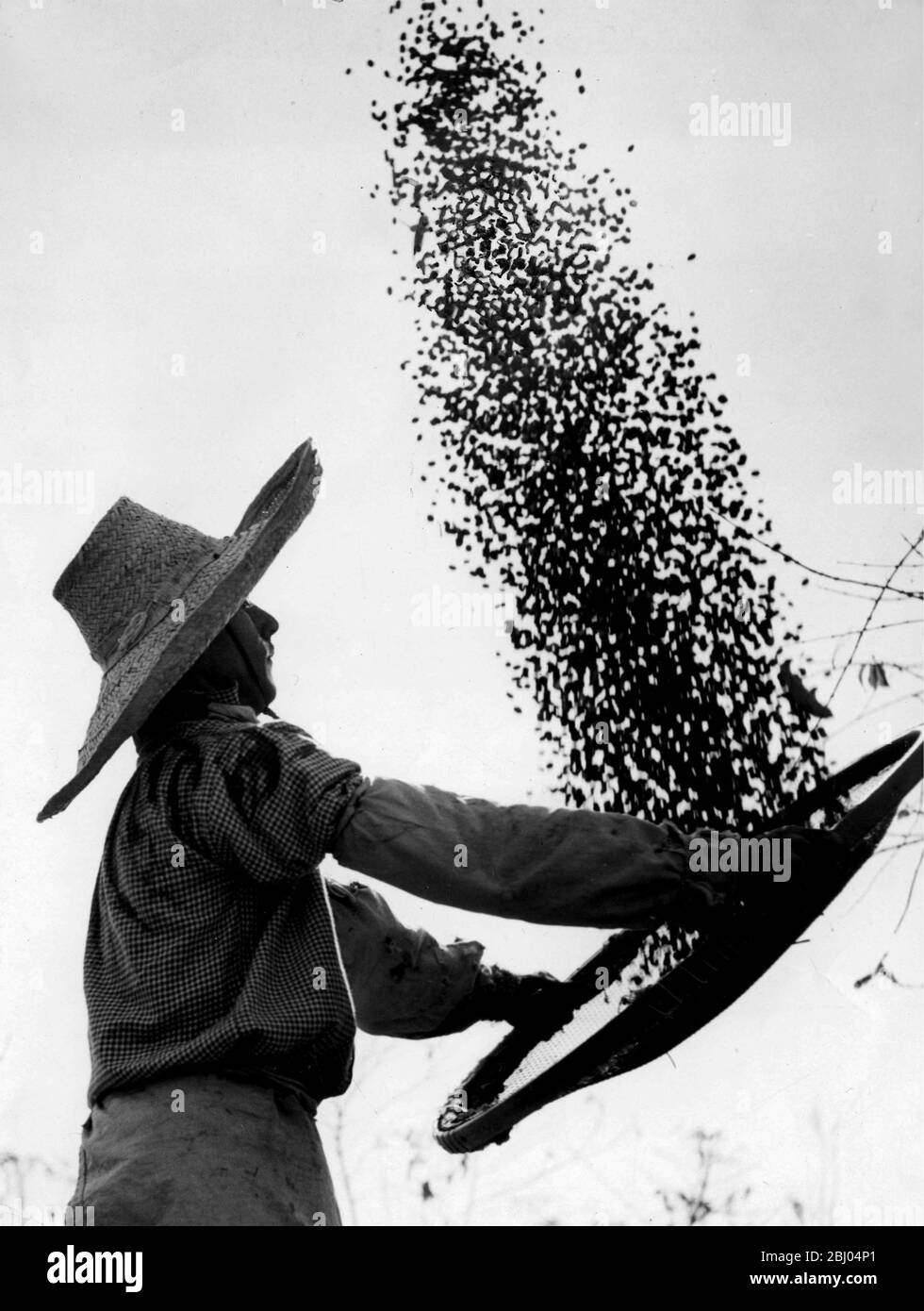 Brasile del raccolto del caffè. Un lavoratore winnows i chicchi di caffè a Fazenda (un caffè planatation). Questa è la prima fase di spulatura processo mediante il quale la polvere e foglie sono gradualmente rimosso. Foto Stock