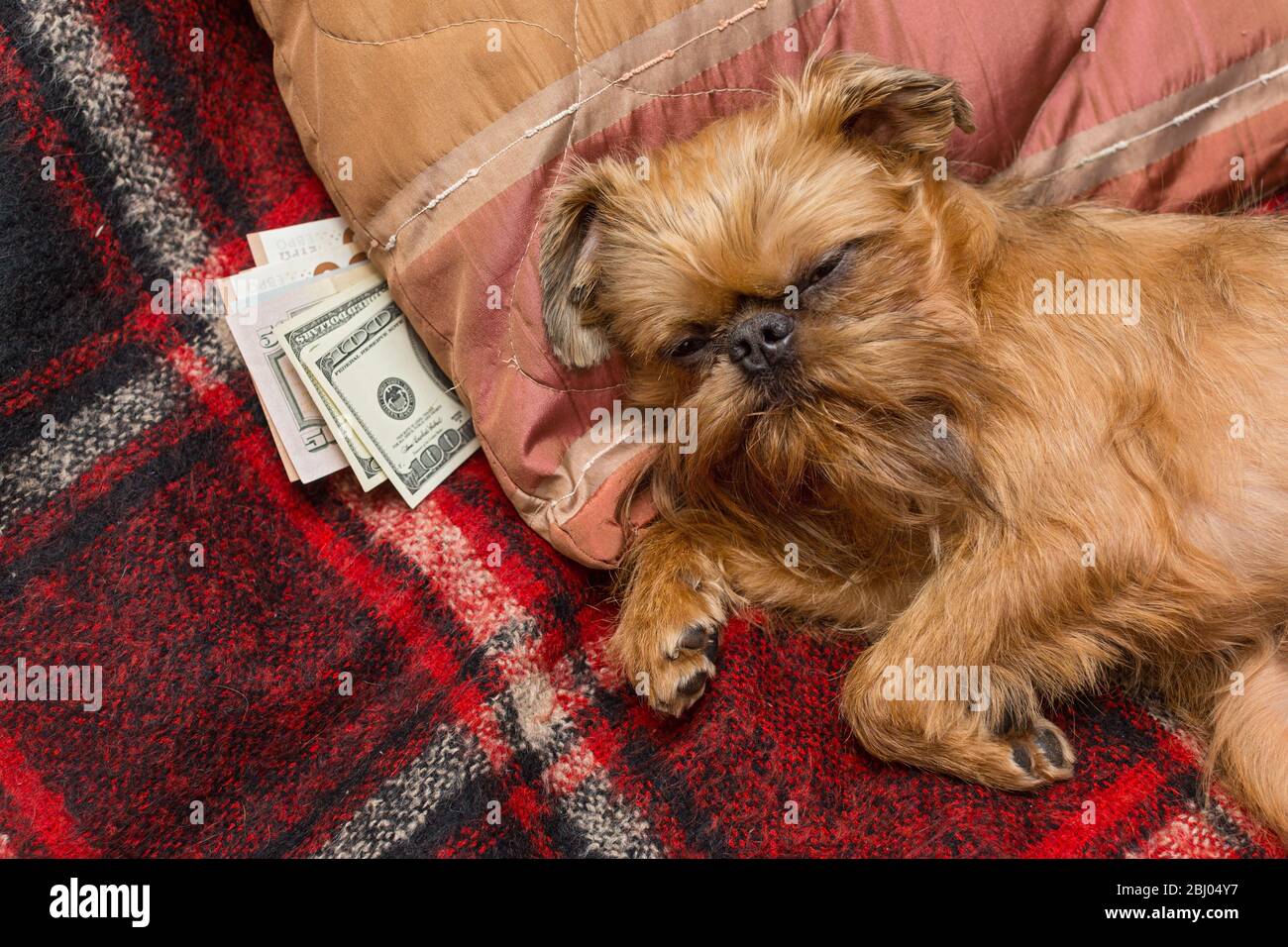 In una crisi, il cane nasconde i risparmi sotto il cuscino Foto Stock