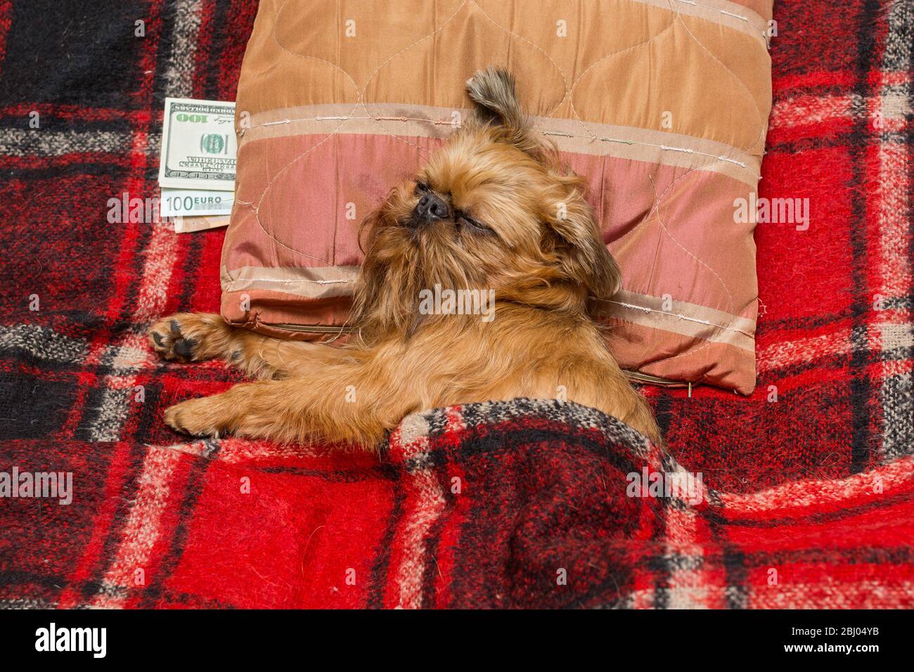 In una crisi, il cane nasconde i risparmi sotto il cuscino Foto Stock