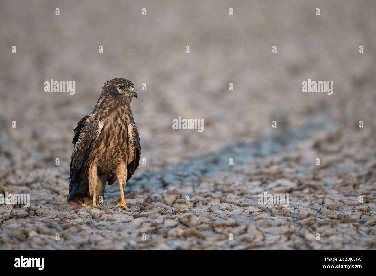 L'immagine del harrier di Montagu (Circus pygargus) fu presa in LRK, Gujarat, India, asia Foto Stock