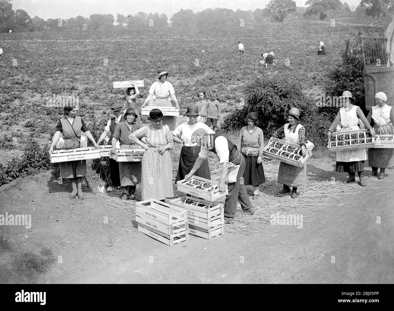 Raccolta delle fragole. - 1934 Foto Stock