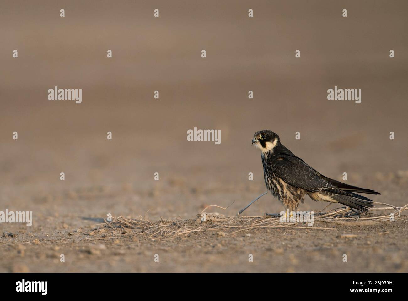 L'immagine dell'hobby eurasiatico (Falco subbuteo) è stata presa in LRK, Gujarat, India, asia Foto Stock