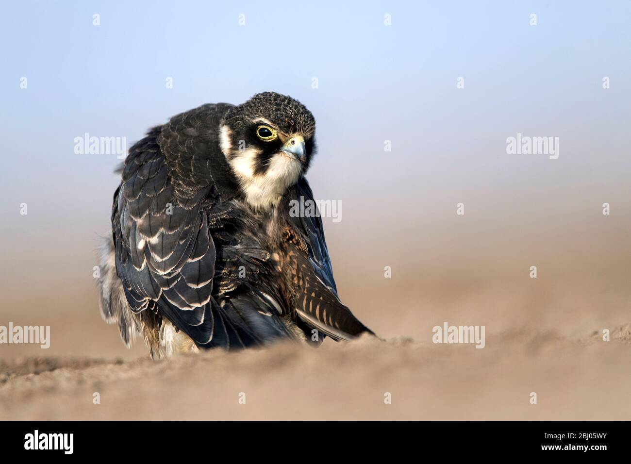 L'immagine dell'hobby eurasiatico (Falco subbuteo) è stata presa in LRK, Gujarat, India, asia Foto Stock