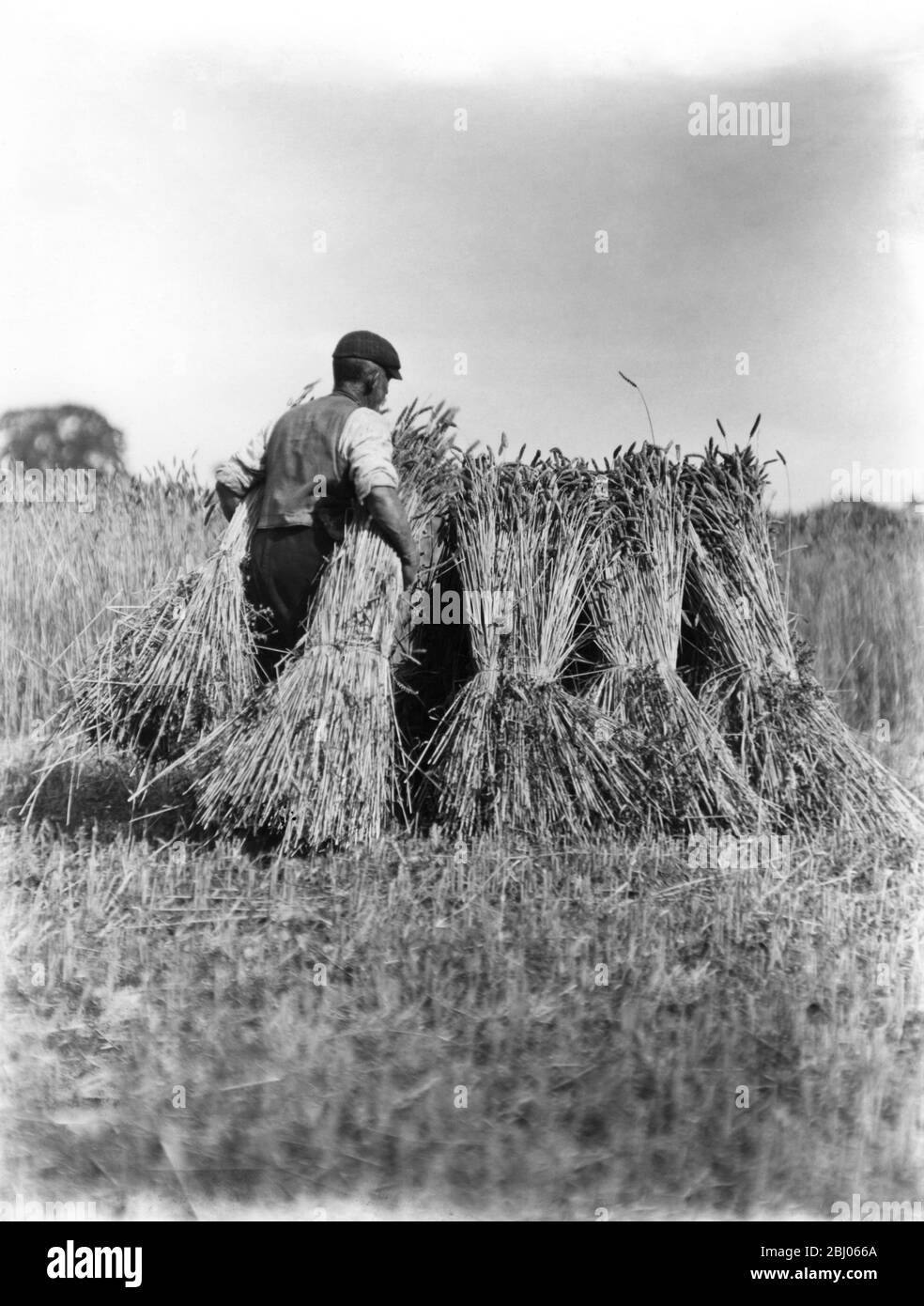 Impilando i tiri di grano nei campi - - 1890 Foto Stock