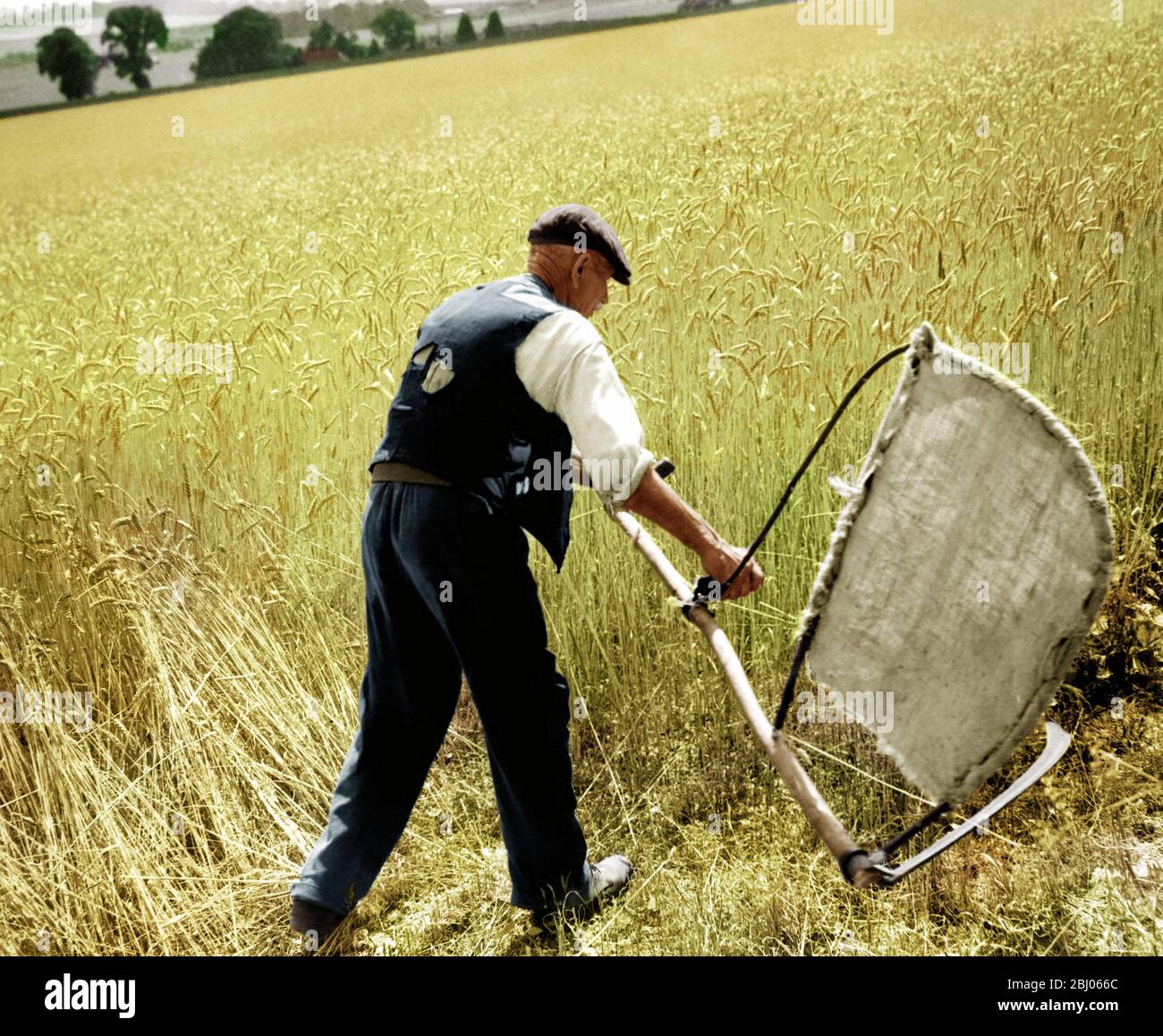 Uomo che taglia il mais con una falce - che raccoglie a mano. Foto mostra Fred Goldup, 72 anni, lavorando in una fattoria vicino Shoreham, Kent, facendo il modo con la sua casa fatta bendare e scythe per il capannone di fare un inizio su questo campo di grano. - - 5 agosto 1947 Foto Stock