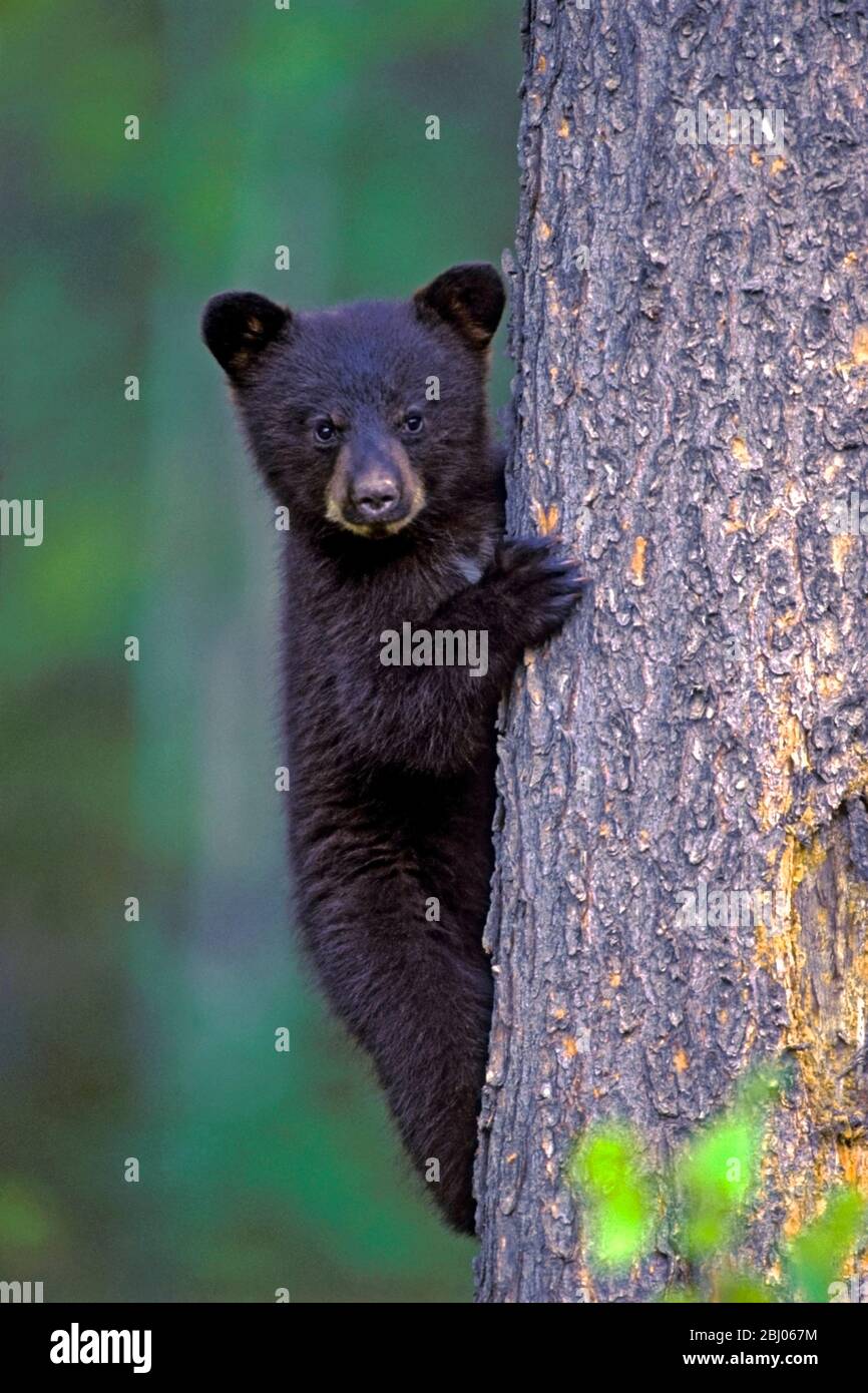 Black Bear Cub arrampicata pineta, guardare. Curioso. Foto Stock