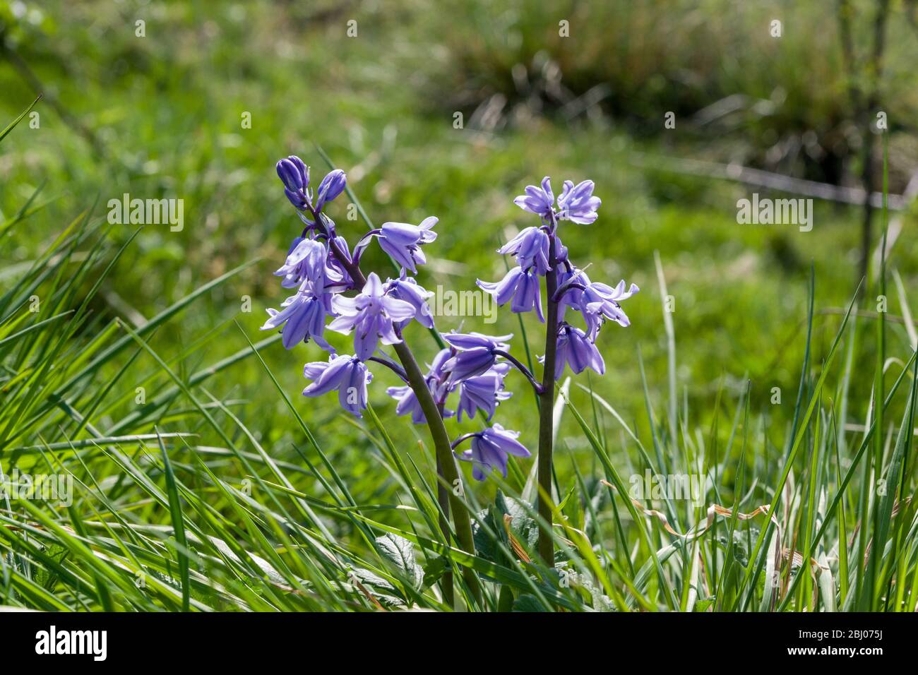 Gruppo di bluebells inglesi, Hyancthoides non scriptus, fioritura in un campo, Regno Unito Foto Stock