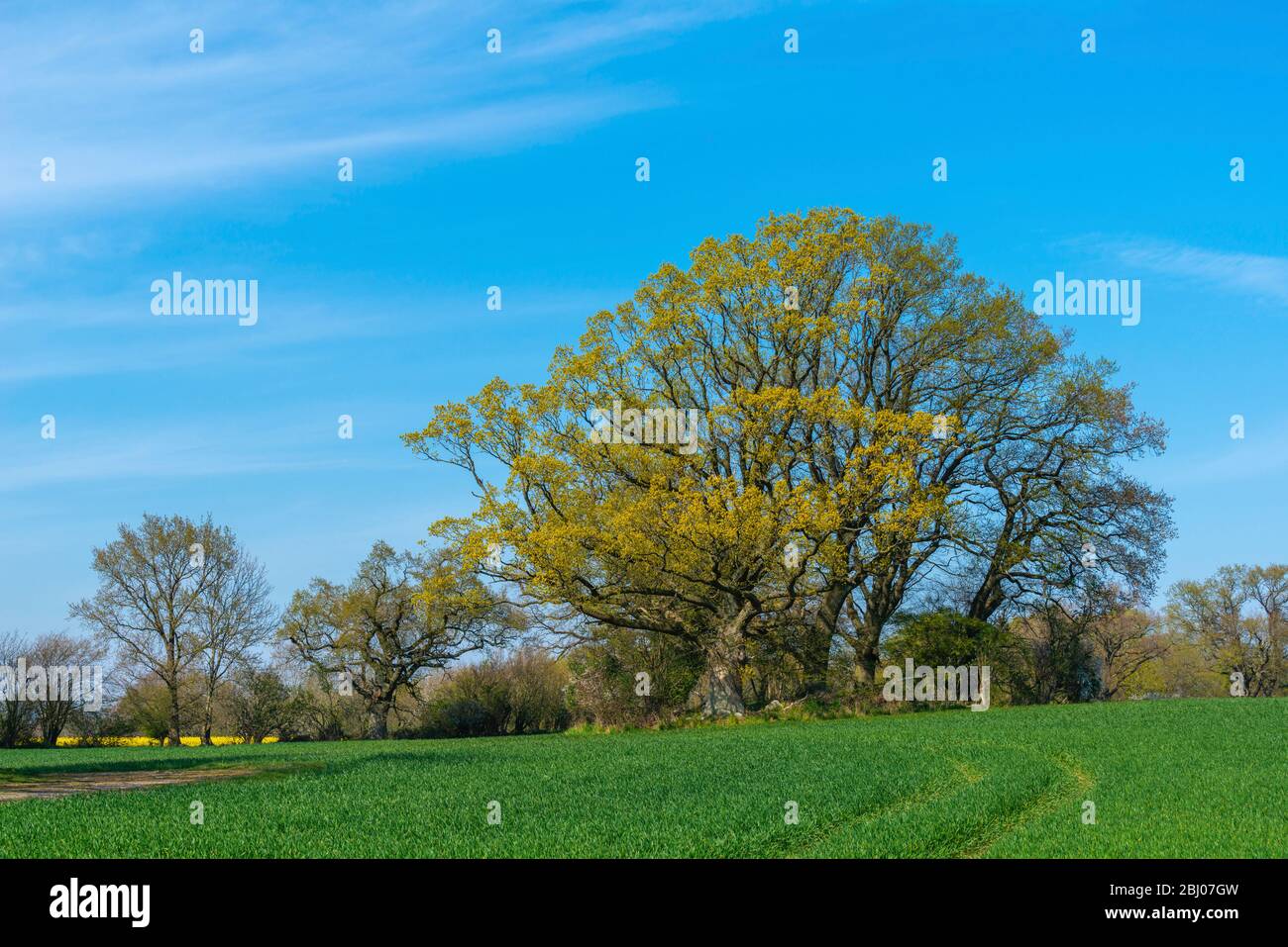 Primavera a Hemmelmark vicino a Eckernförde, Mar Baltico, Landscape Schwansen, Schleswig-Holstein, Germania del Nord, Europa centrale Foto Stock