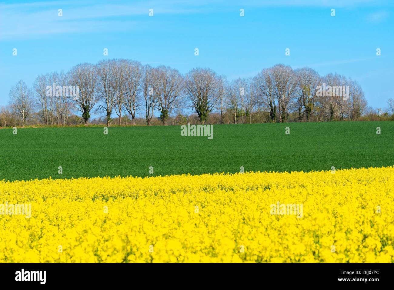 Primavera a Hemmelmark vicino a Eckernförde, Mar Baltico, Landscape Schwansen, Schleswig-Holstein, Germania del Nord, Europa centrale Foto Stock
