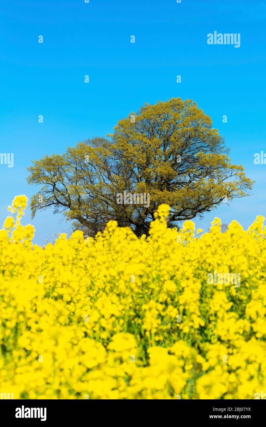 Primavera a Hemmelmark vicino a Eckernförde, Mar Baltico, Landscape Schwansen, Schleswig-Holstein, Germania del Nord, Europa centrale Foto Stock
