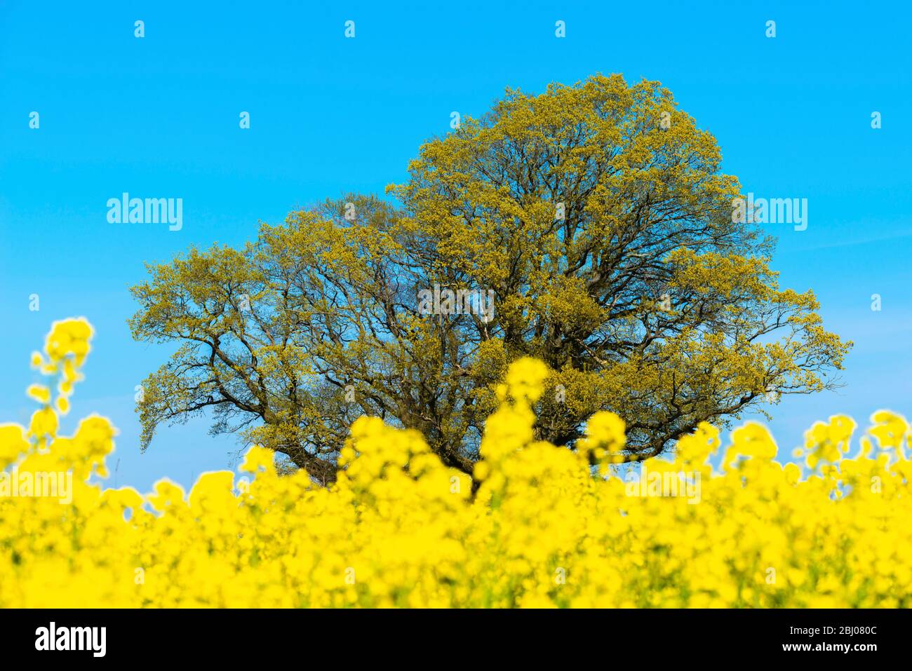 Primavera a Hemmelmark vicino a Eckernförde, Mar Baltico, Landscape Schwansen, Schleswig-Holstein, Germania del Nord, Europa centrale Foto Stock