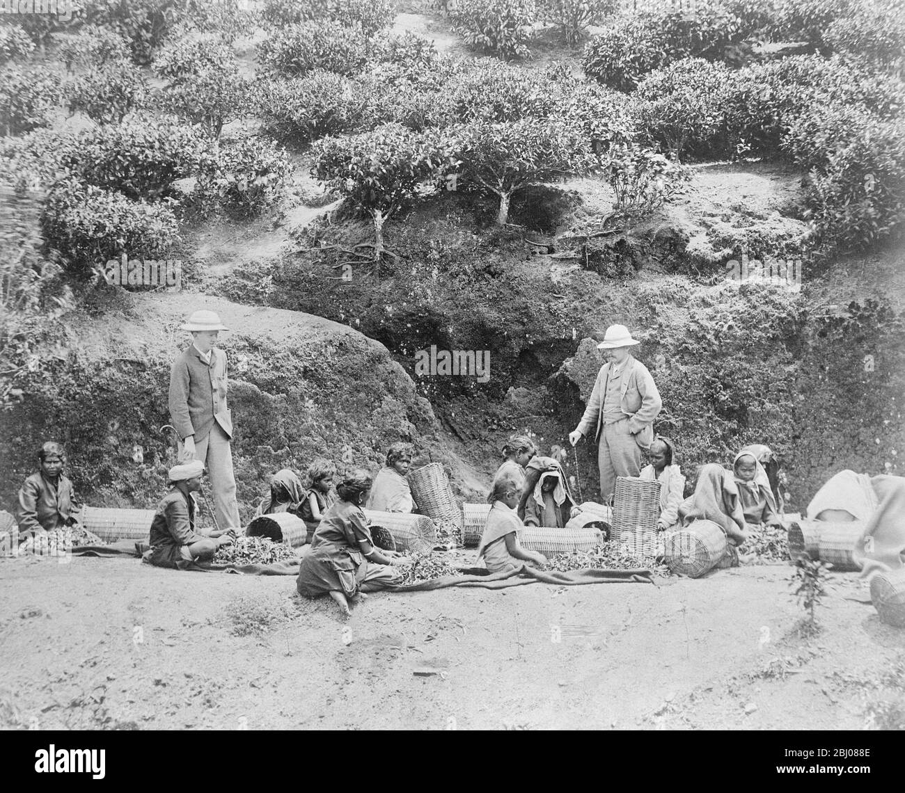 Selezione del tè a Ceylon . - 23 marzo 1923 Foto Stock