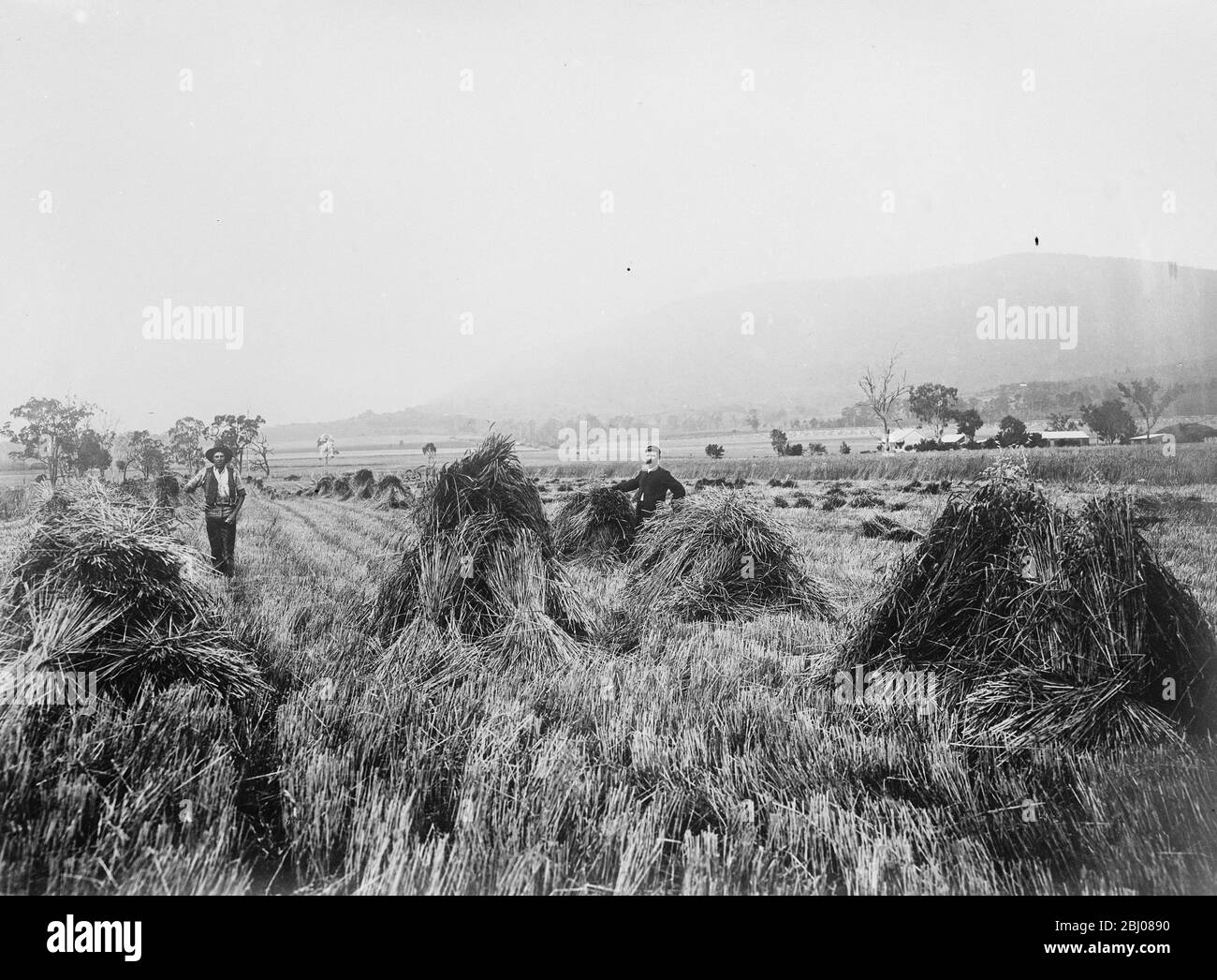 Fattoria di grano , Killarney Railway , Queensland . - 23 marzo 1923 Foto Stock