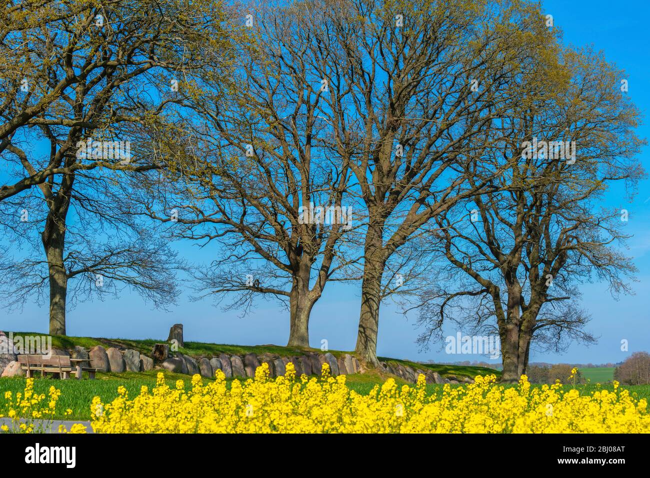 Tomba storica di passaggio in pietra lunga a Karlsminde, Waabs comunità, Landsape Schwansen, Schleswig-Holstein, Germania del Nord, Foto Stock