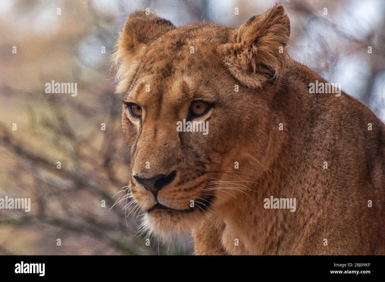 La testa di un leone berbero Foto Stock