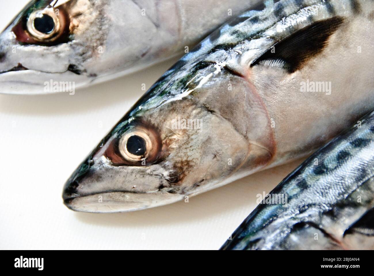 Tre sgombri interi freschi e crudi su tavola bianca - Foto Stock
