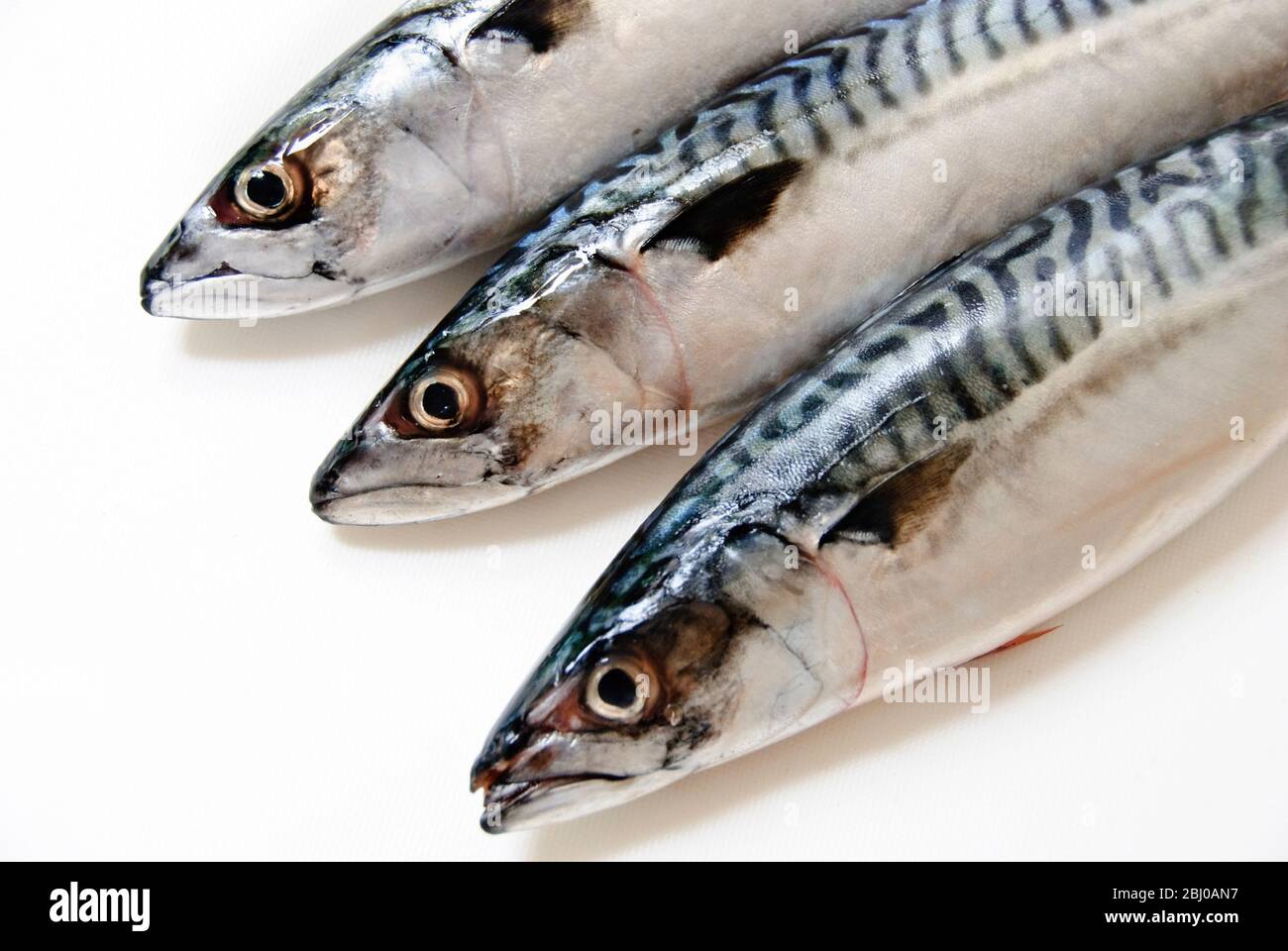 Tre sgombri interi freschi e crudi su tavola bianca - Foto Stock