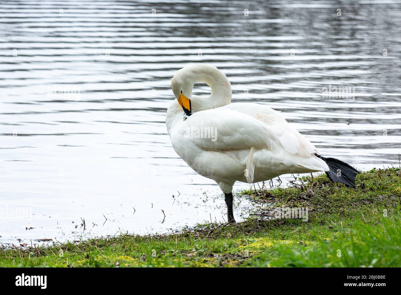 Whooper swan riposato dall'acqua Foto Stock