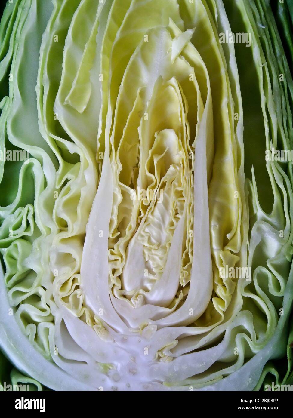 Faccia tagliata di cavolo di dolciume dimezzato - Foto Stock