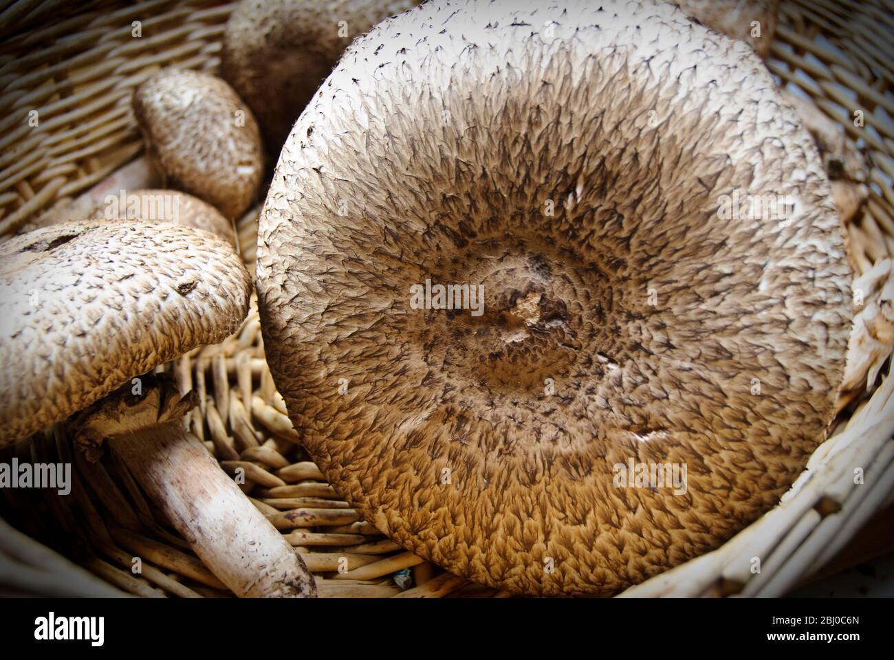 Agaricus augustus, di recente raccolta, conosciuto anche come "il Principe", un fungo del genere Agaricus in un cesto di vimini. - Foto Stock