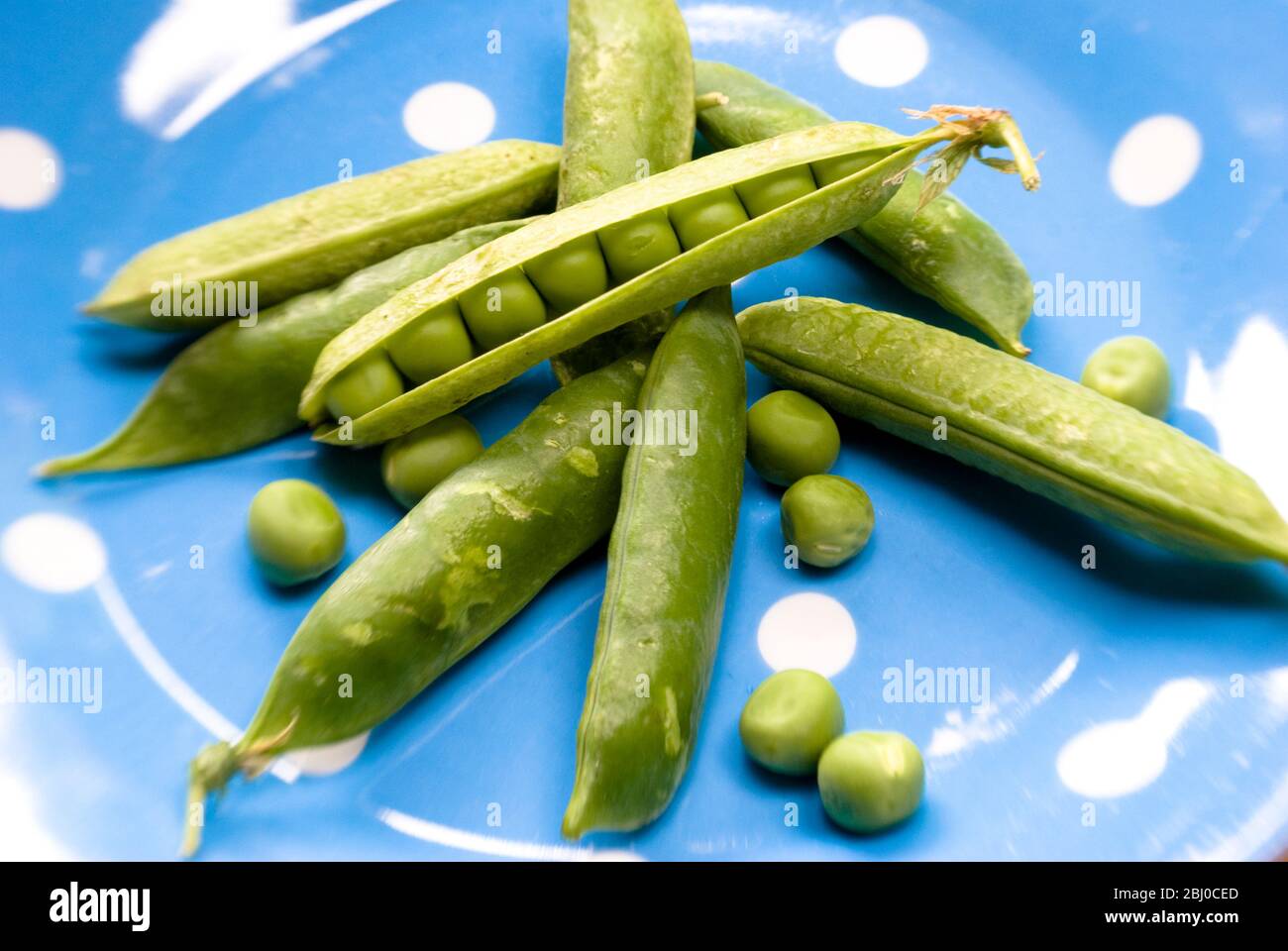 Piselli freschi crudi, da giardino, in cialde e non podded su piatto macchiato blu e bianco - Foto Stock