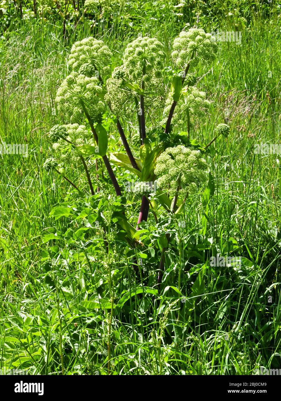 Angelica selvatica che cresce a 100 metri dal mare sull'isola di Vrango (Vraangoe) nell'arcipelago meridionale di Gothenburgs. - Foto Stock