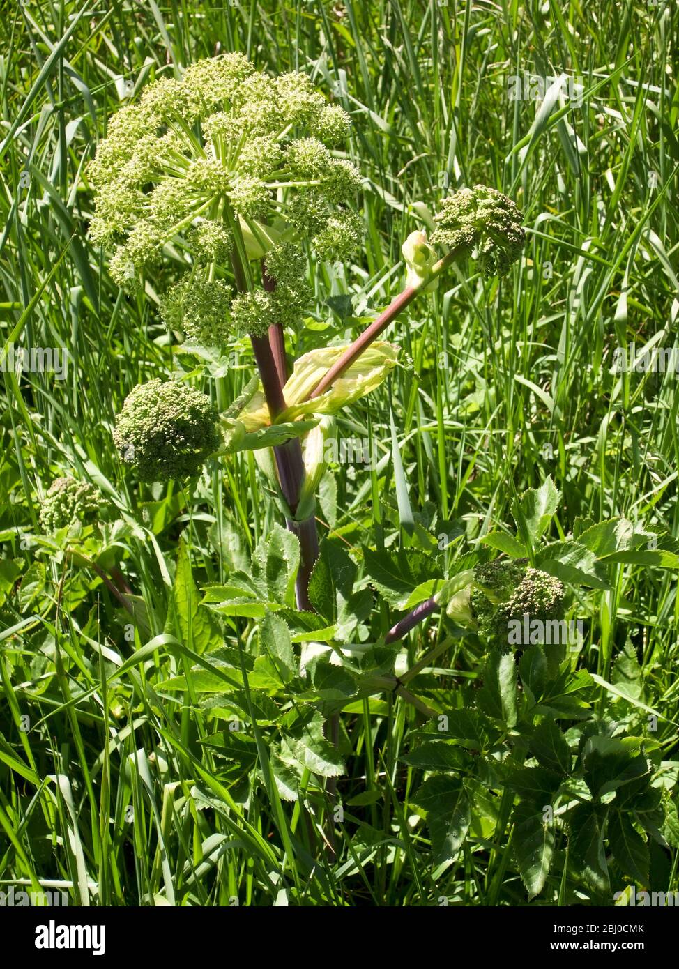 Angelica selvatica che cresce a 100 metri dal mare sull'isola di Vrango (Vraangoe) nell'arcipelago meridionale di Gothenburgs. - Foto Stock Angelica selvatica che cresce a 100 metri dal mare sull'isola di Vrango (Vraangoe) nell'arcipelago meridionale di Gothenburgs. - Foto Stock