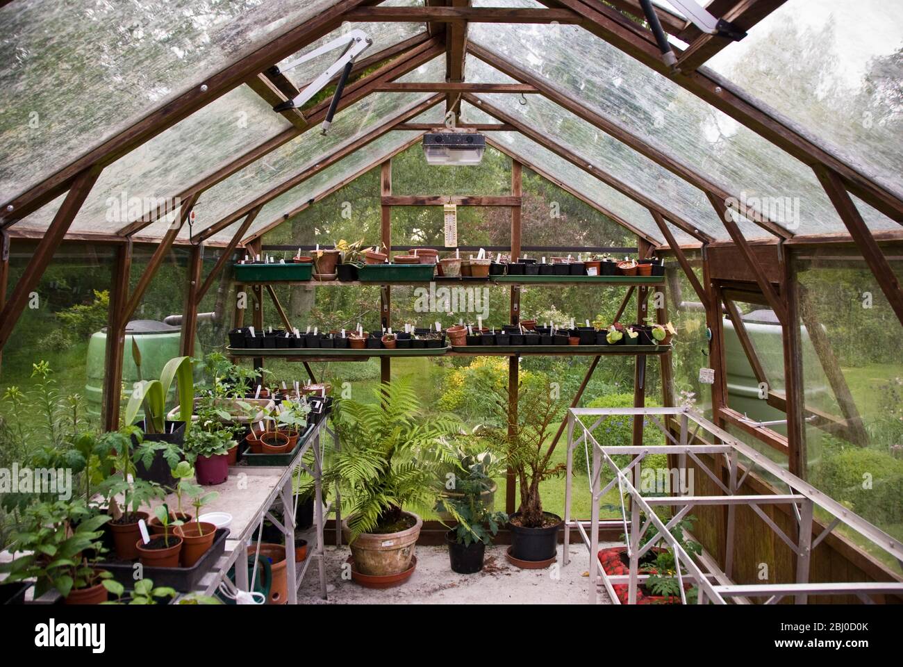Interno di serra con stadiazione, piantine e piante di pomodoro - Foto Stock