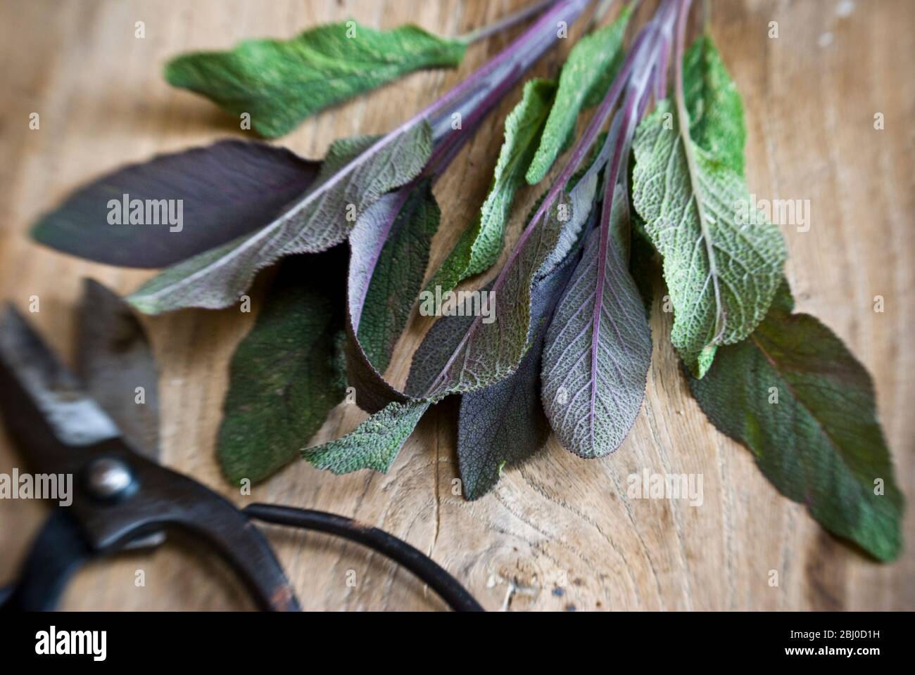 Rametto appena tagliato di foglie di salvia viola su vecchia superficie di legno, con forbici giapponesi - Foto Stock