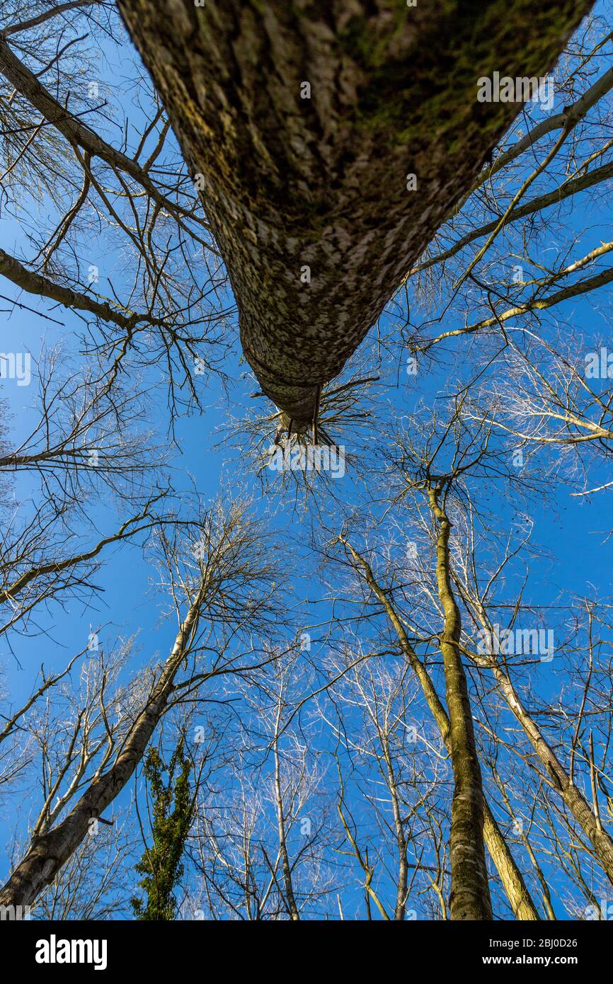 Immagine verticale di alberi di pioppo e ontano contro il cielo blu in primavera Foto Stock